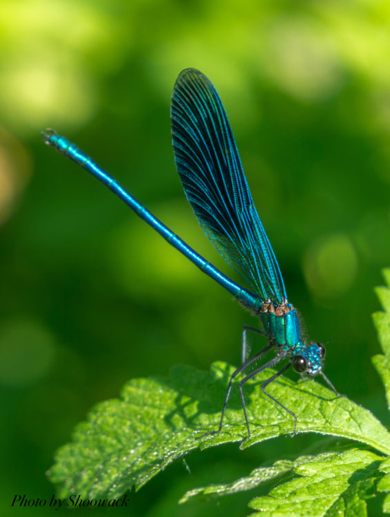 Gogimogi's Top 10 Most Beautiful Insects - Gogimogi