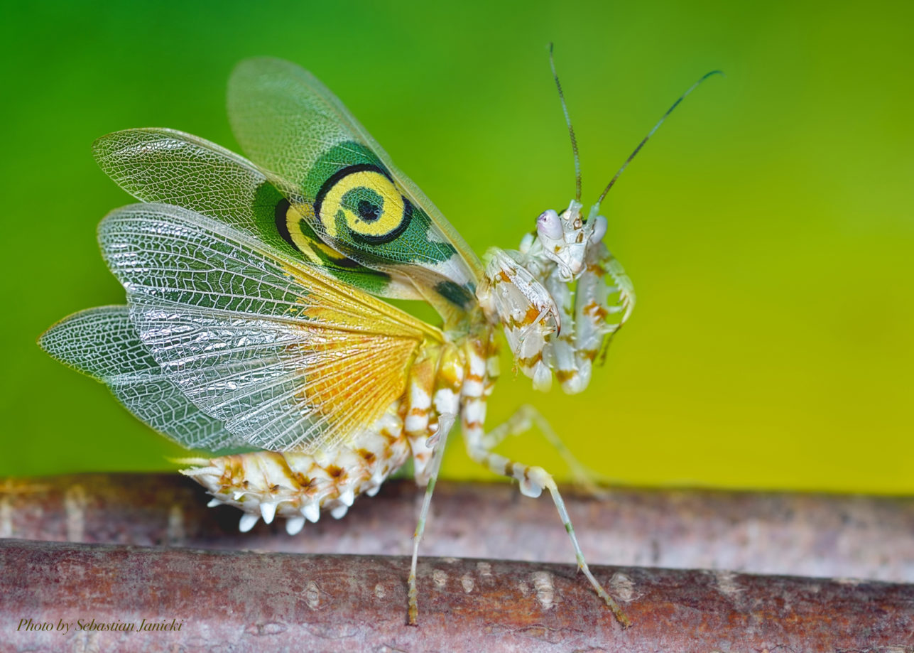 Gogimogi's Top 10 Most Beautiful Insects - Gogimogi