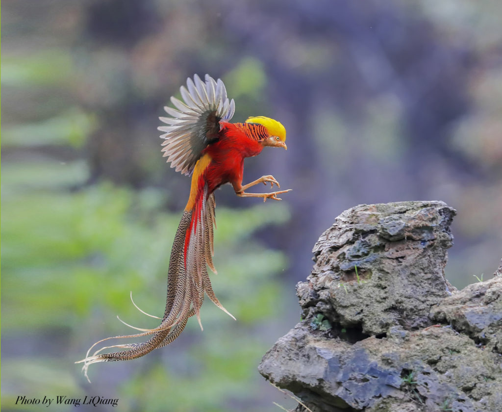 Image result for golden pheasant flying