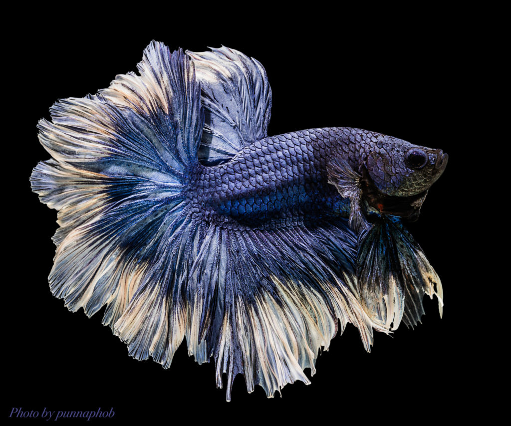 Betta_3 - Gogimogi